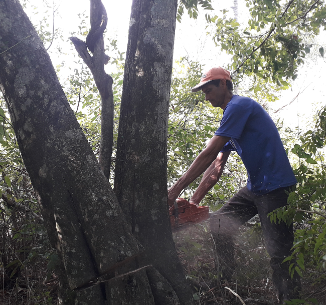 Clearing the dead wood