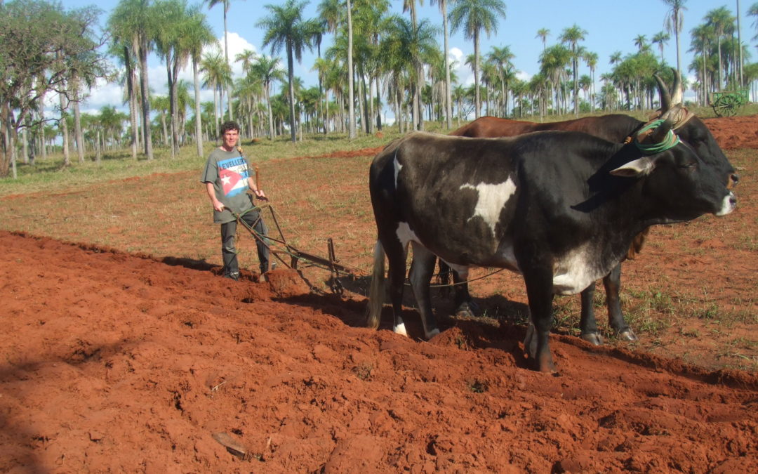 Farming in Paraguay