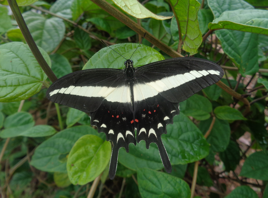 Brilliant Butterflies across Paraguay
