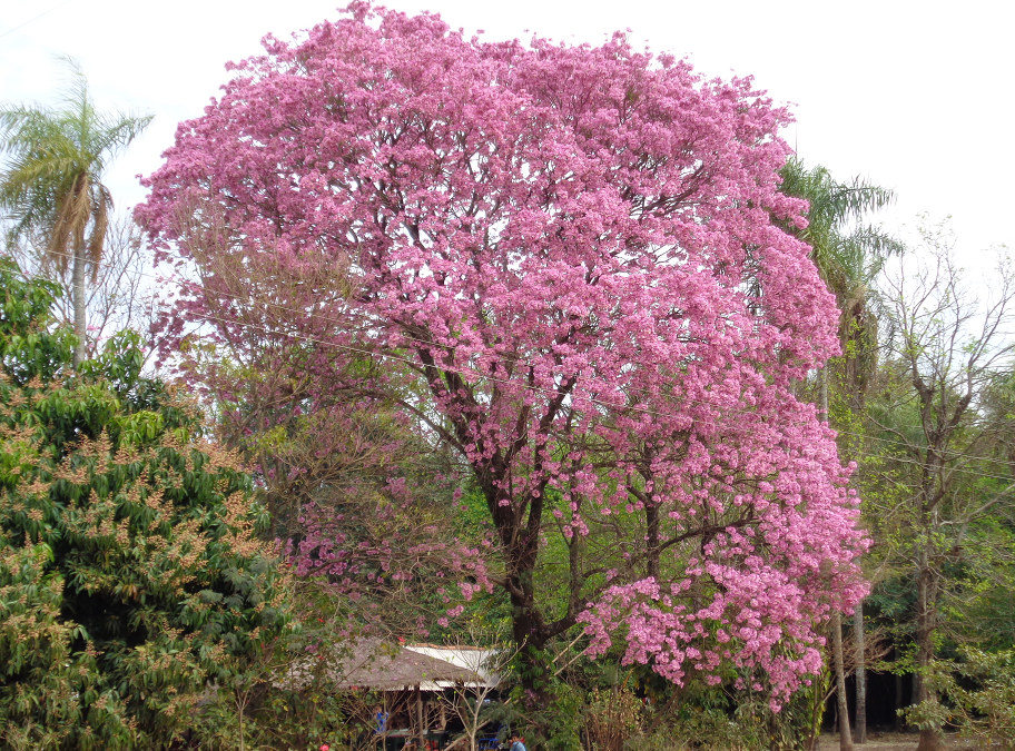 Pink Lapacho Tree In Asunci?n,Paraguay Stock Photo, Picture and
