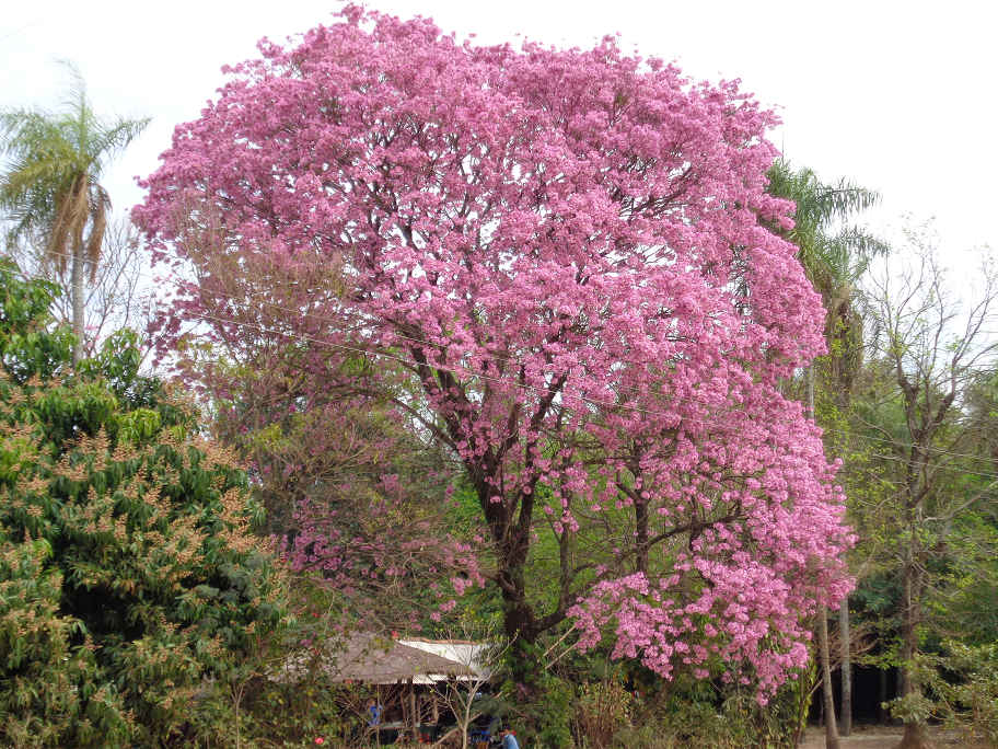 Lapacho. The Paraguayan national tree - Simons Paraguay