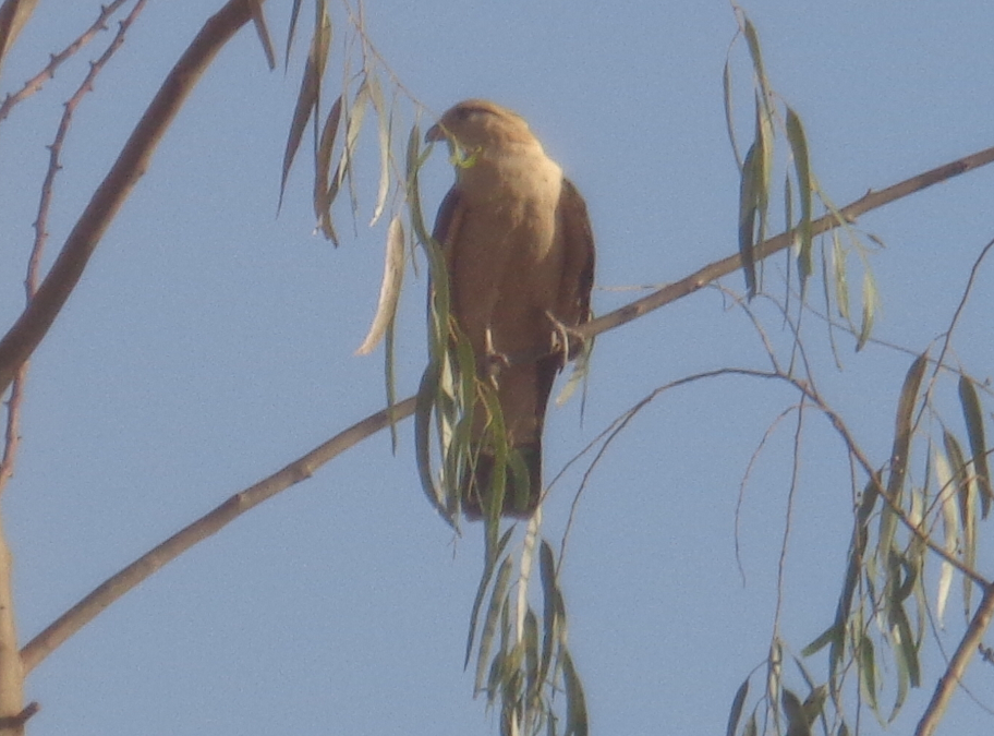 Caracara, the Paraguayan Falcon