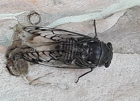 In Paraguay cicadas are the sound of summer
