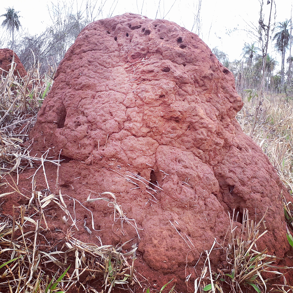 Termite mounds in the Paraguayan countryside