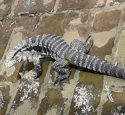 Tegu lizards. Giants in Paraguay