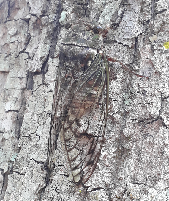 The legend of the Cicada, Paraguay