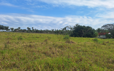 Land I bought for my home in Paraguay